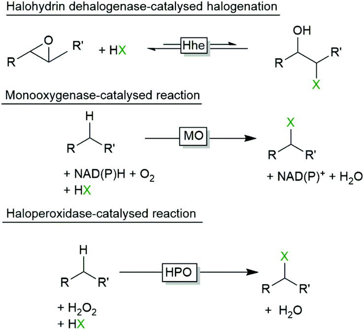 How Is Substrate Halogenation Triggered by the Vanadium