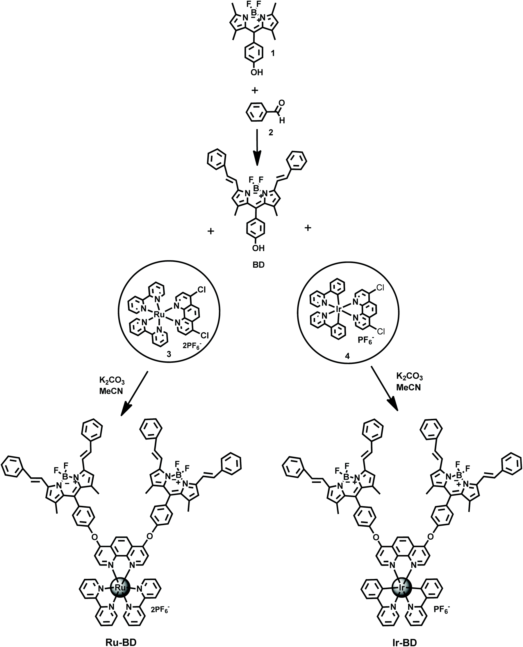 Novel Ruthenium Ii And Iridium Iii Bodipy Dyes Insights Into Their Application In Photodynamic Therapy In Vitro Photochemical Photobiological Sciences Rsc Publishing Doi 10 1039 C9pp00201d Novel Ruthenium Ii And Iridium Iii Bodipy Dyes Insights Into Their Application In Photodynamic Therapy In Vitro Photochemical Photobiological Sciences Rsc Publishing Doi 10 1039 C9pp00201d
