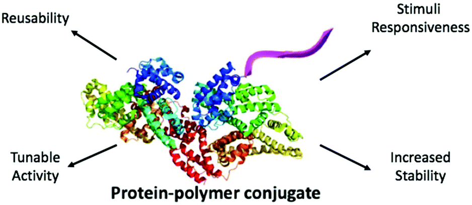 polymer of protein