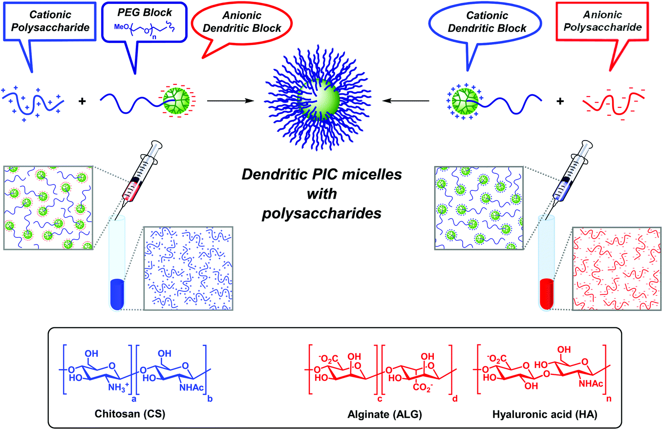 Polysaccharides meet dendrimers to fine-tune the stability and release  properties of polyion complex micelles - Polymer Chemistry (RSC Publishing)  DOI:10.1039/C9PY00727J