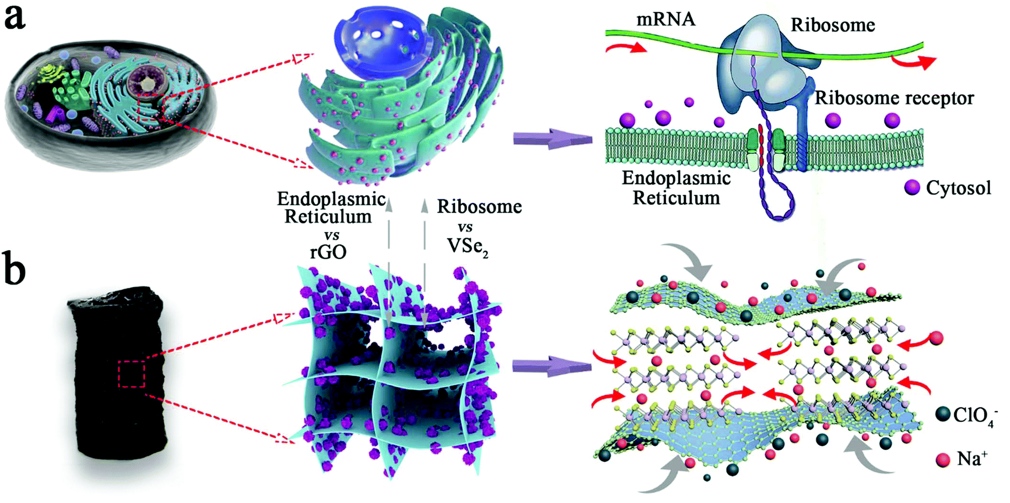 Rough Diagram Endoplasmic Reticulum - Aflam-Neeeak