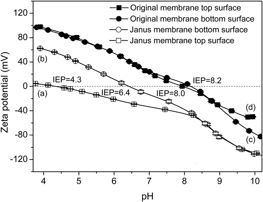 Janus polymer membranes prepared by single-side polydopamine 