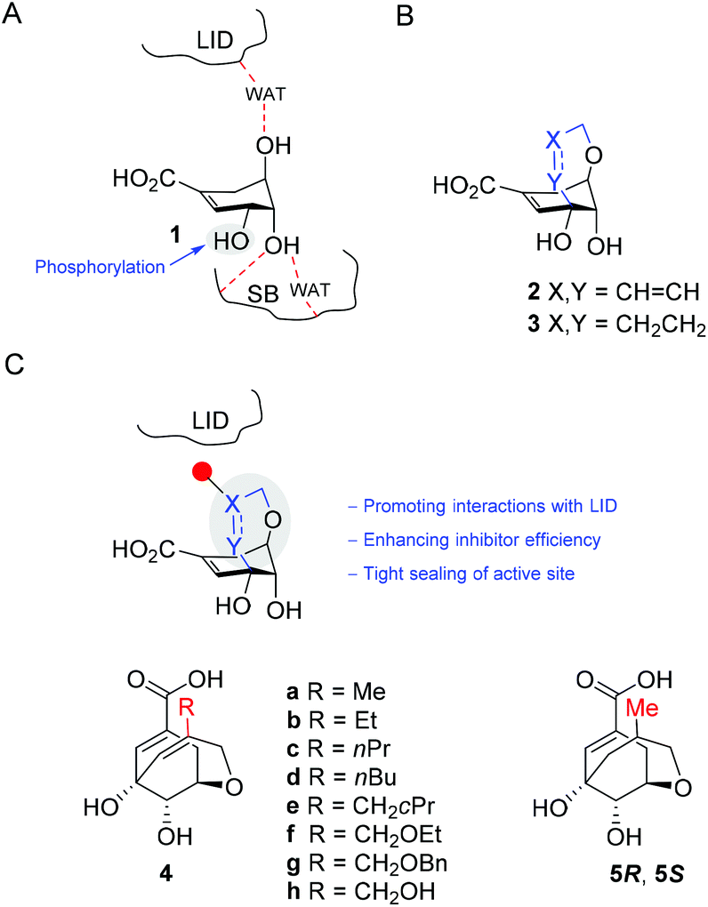 Synthesis Of Rigidified Shikimic Acid Derivatives By Ring Closing Metathesis To Imprint Inhibitor Efficacy Against Shikimate Kinase Enzyme Organic Chemistry Frontiers Rsc Publishing Doi 10 1039 C9qoe