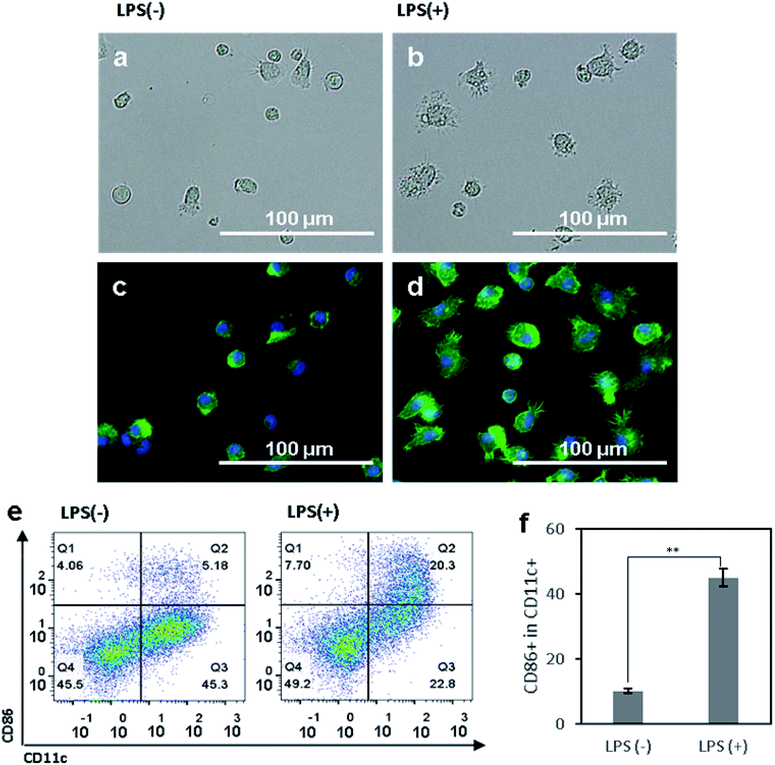 immature dendritic cells