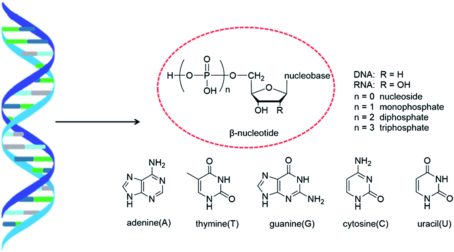 structure of nucleoside