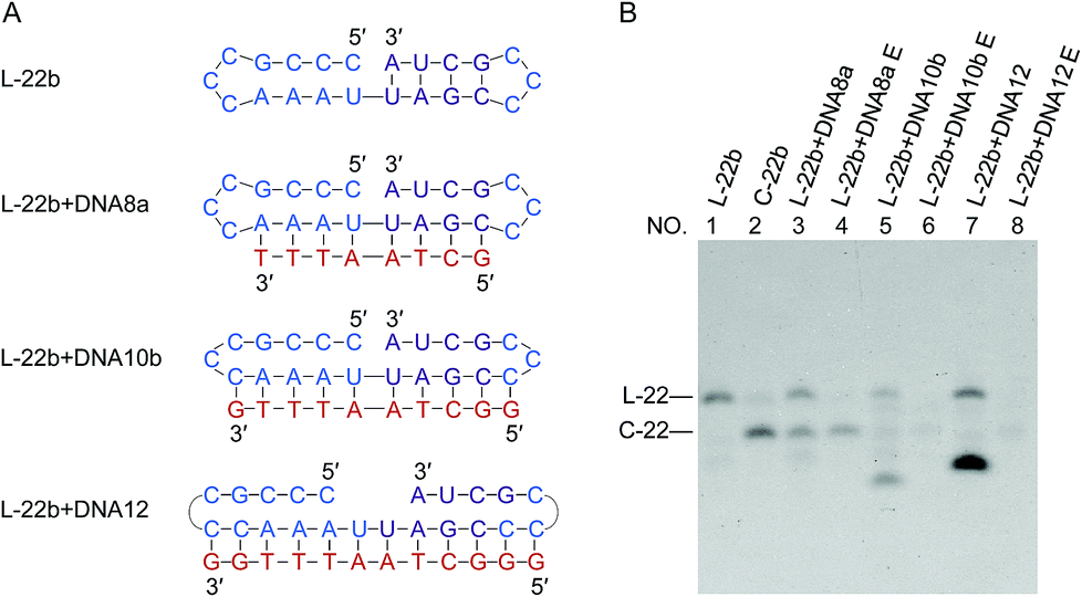 Rna Ligation Of Very Small Pseudo Nick Structures By T4 Rna Ligase 2 Leading To Efficient Production Of Versatile Rna Rings Rsc Advances Rsc Publishing Doi 10 1039 C9rab