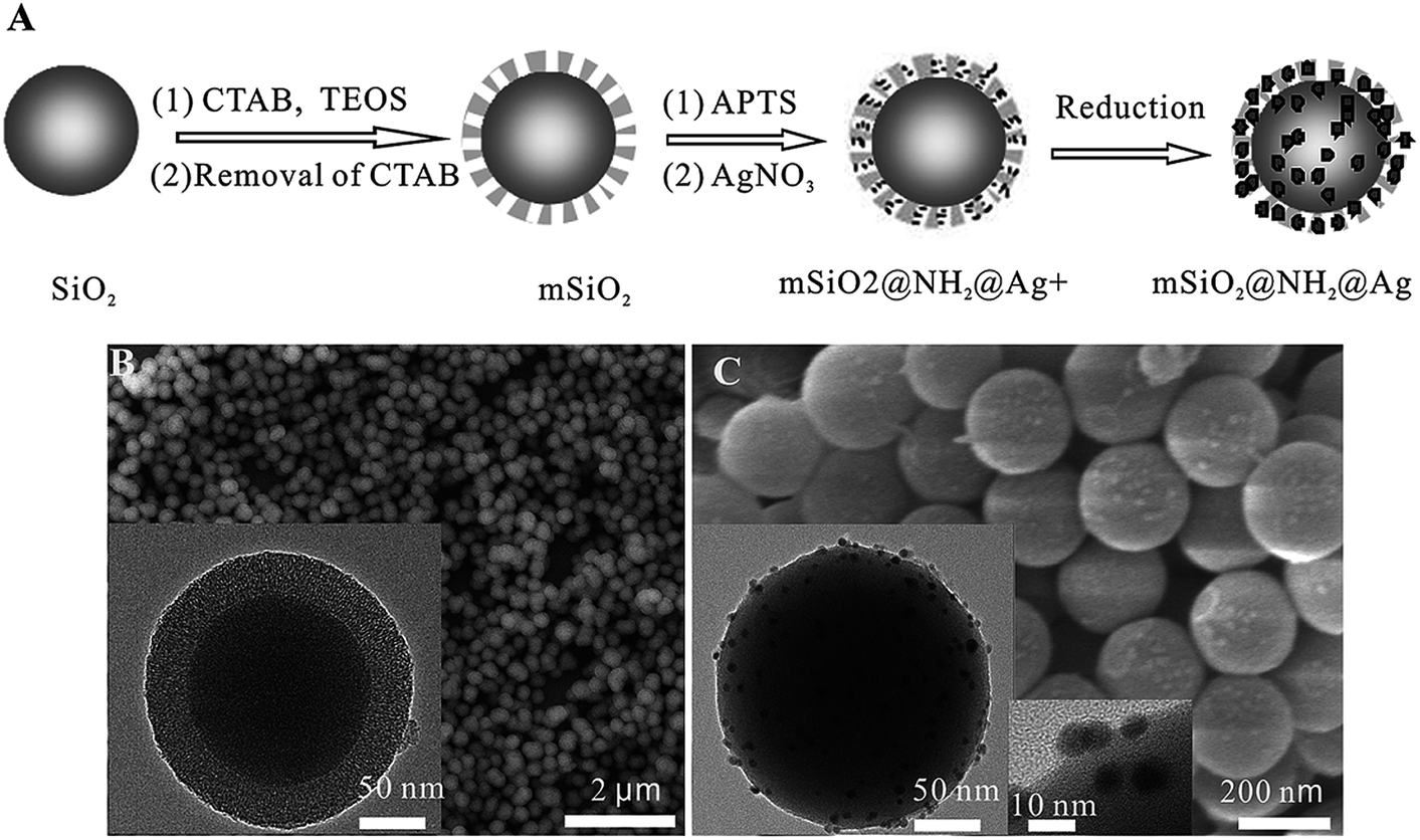 Coated silver nanoparticles: synthesis, cytotoxicity, and optical  properties - RSC Advances (RSC Publishing) DOI:10.1039/C9RA02907A