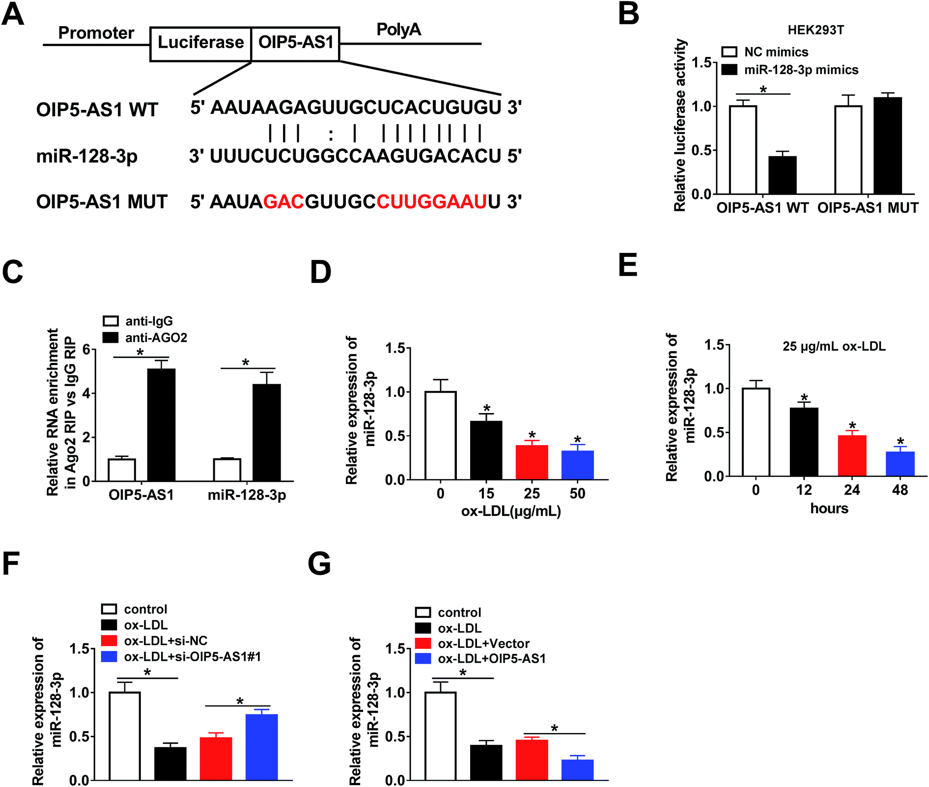 Lncrna Oip5 As1 Contributes To Ox Ldl Induced Inflammation And