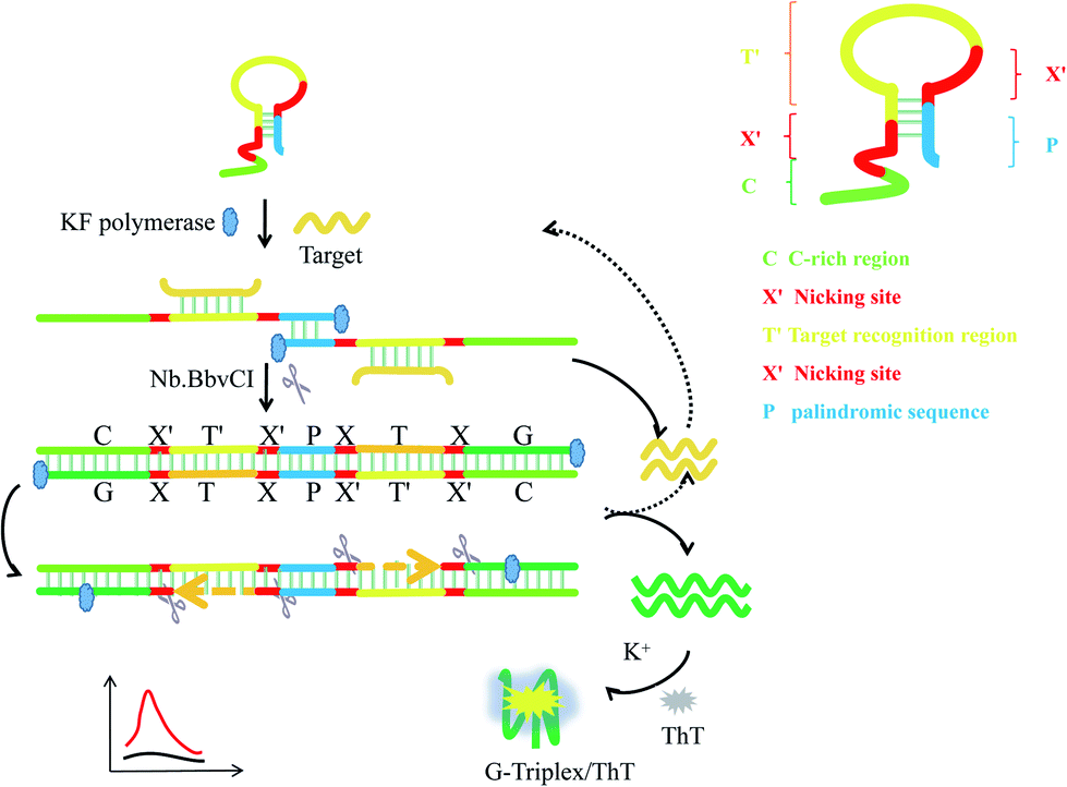 Symmetric Exponential Amplification Reaction Based Dna Nanomachine For The Fluorescent Detection Of Nucleic Acids Rsc Advances Rsc Publishing Doi 10 1039 C9ra054g