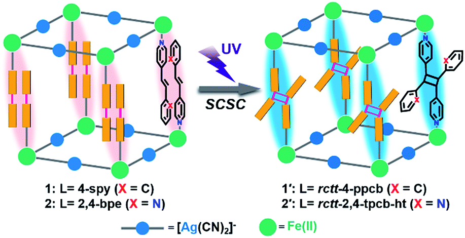 Spin Crossover Modulation Via Single Crystal To Single Crystal Photochemical 2 2 Reaction In Hofmann Type Frameworks Chemical Science Rsc Publishing Doi 10 1039 C9sck