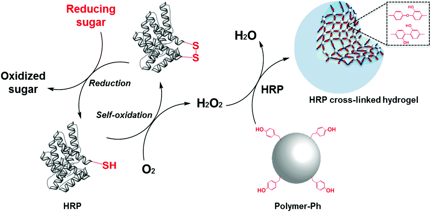 Horseradish peroxidase-catalyzed hydrogelation consuming enzyme-produced  hydrogen peroxide in the presence of reducing sugars - Soft Matter (RSC  Publishing) DOI:10.1039/C8SM01839A