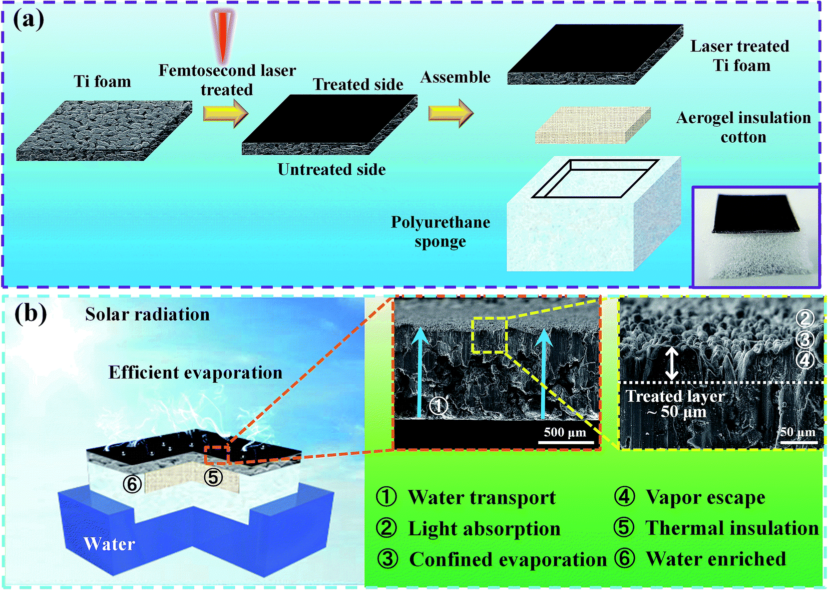 Femtosecond laser induced robust Ti foam based evaporator for 