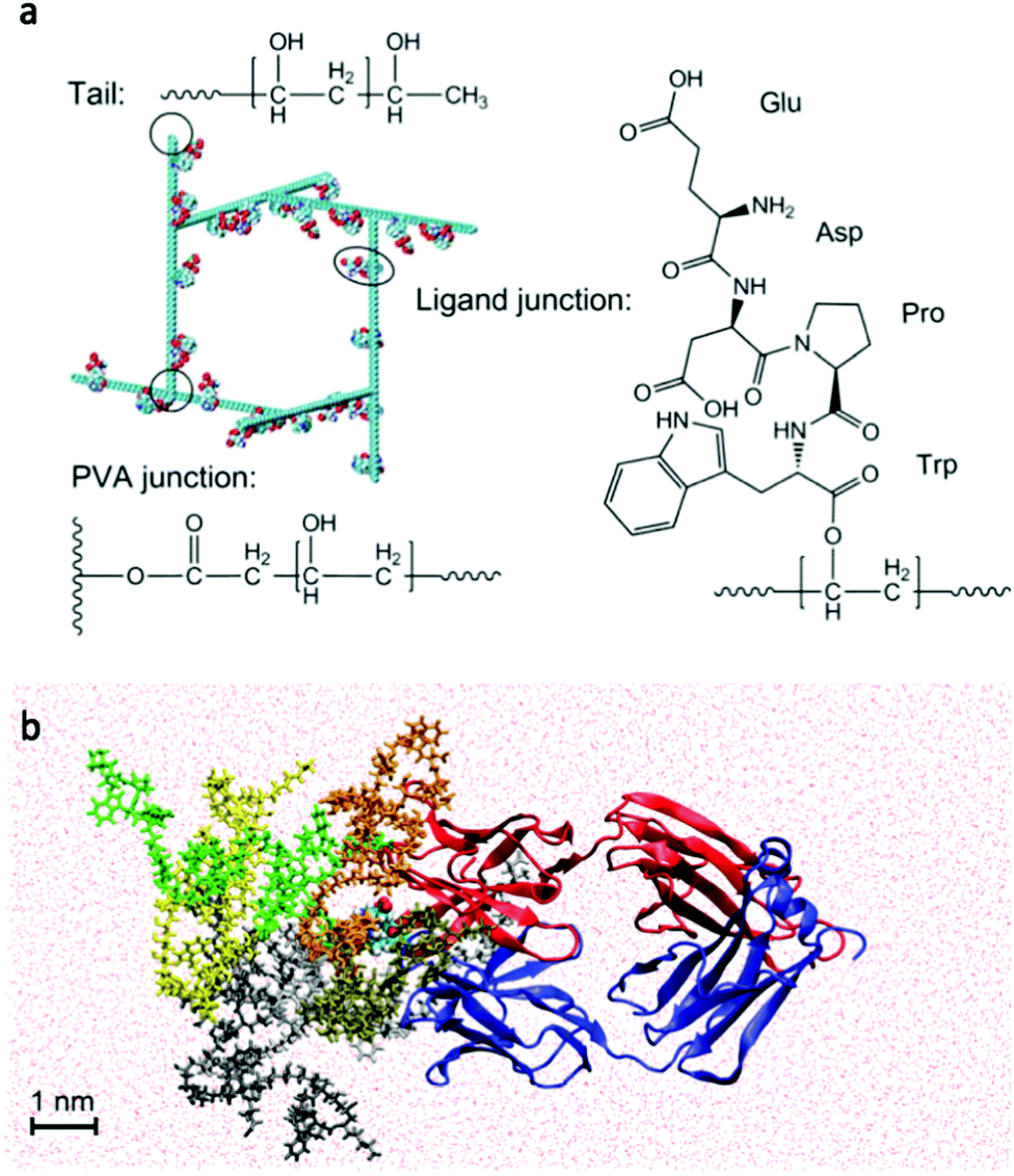 Understanding hydrogelation processes through molecular dynamics - Journal  of Materials Chemistry B (RSC Publishing) DOI:10.1039/C8TB03036G