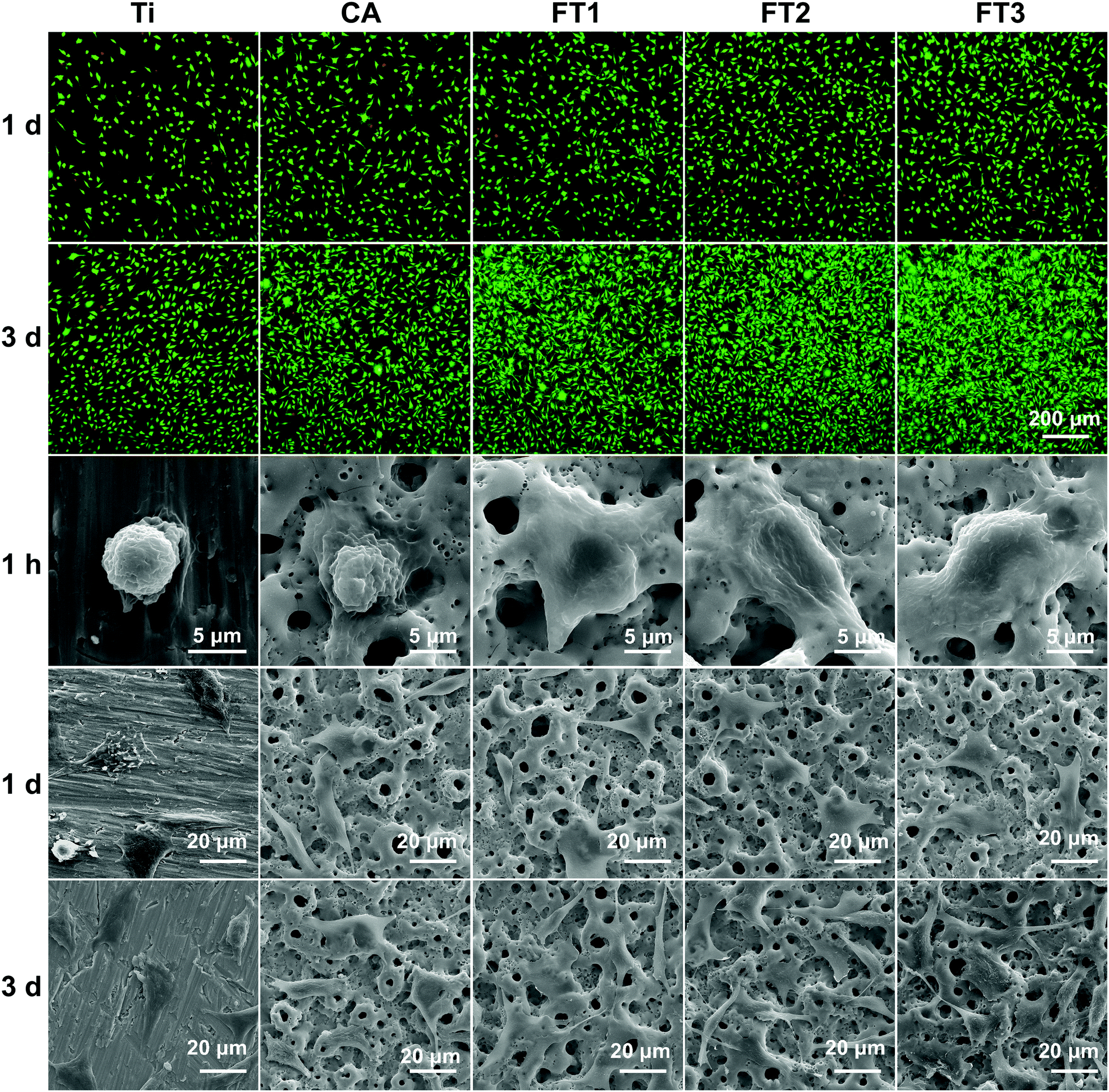 A Superparamagnetic Fe 3 O 4 Tio 2 Composite Coating On Titanium By Micro Arc Oxidation For Percutaneous Implants Journal Of Materials Chemistry B Rsc Publishing Doi 10 1039 C9tb01096c