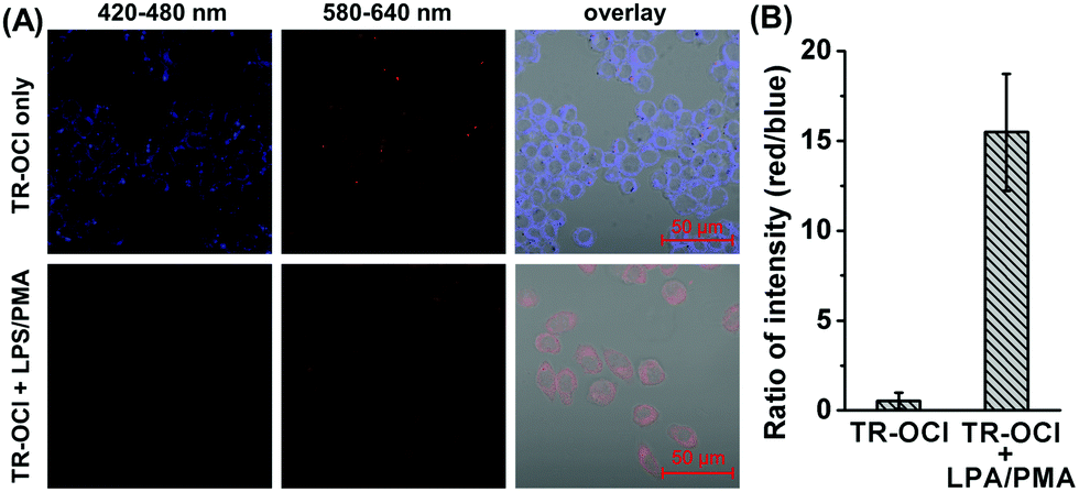 An ultra-sensitive ratiometric fluorescent probe for hypochlorous 