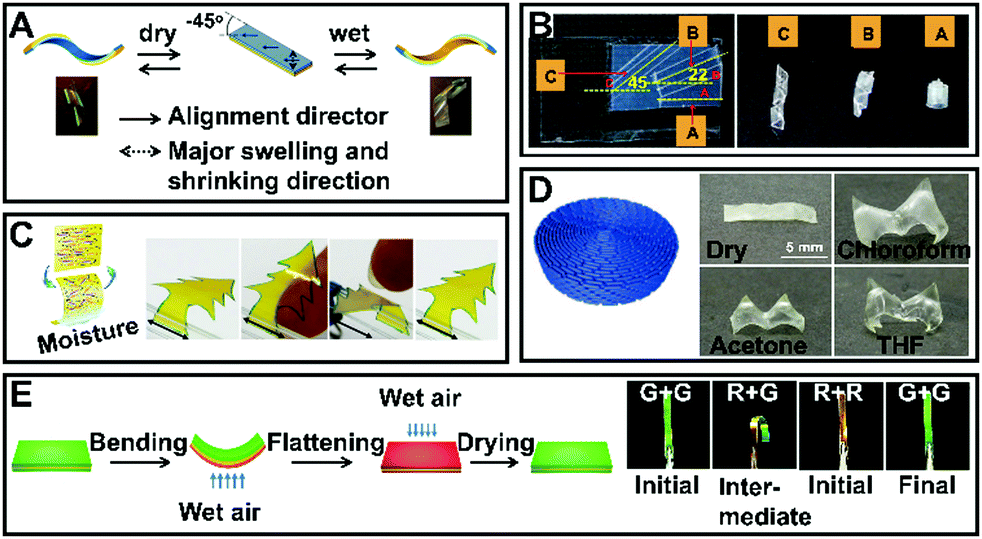 Bio-inspired liquid crystal actuator materials - Journal of 