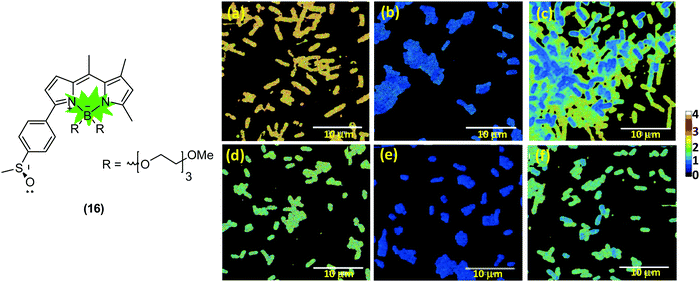 Recent Advances In The Application Of Bodipy In Bioimaging And Chemosensing Journal Of Materials Chemistry C Rsc Publishing Doi 10 1039 C9tce