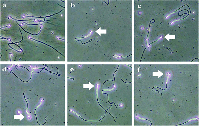 image file: c8tx00178b-f6.tif