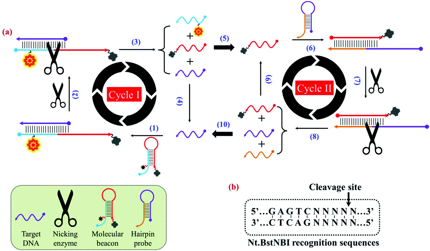 A Dual Cycling Fluorescence Scheme For Ultrasensitive Dna Detection Through Signal Amplification And Target Regeneration Analyst Rsc Publishing