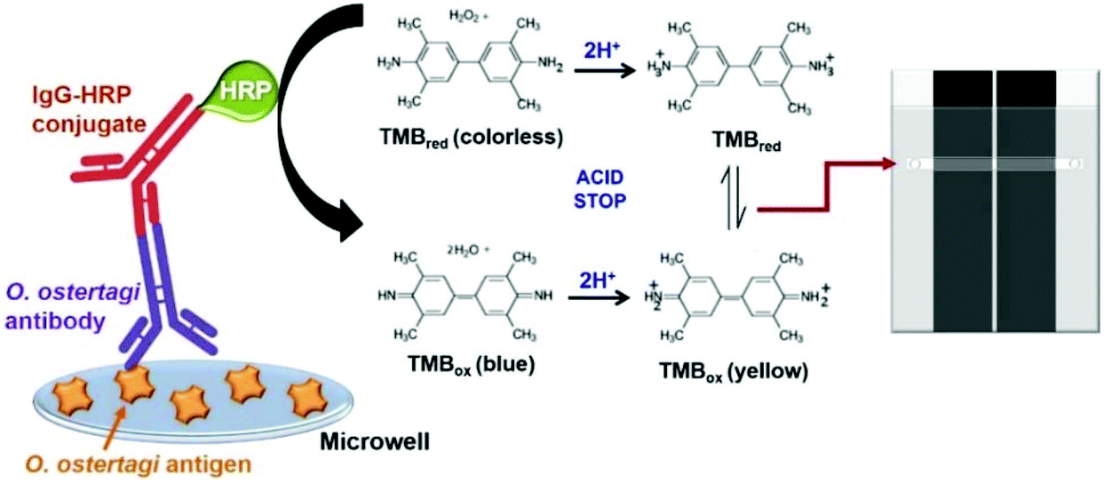 Electrochemical Enzyme Linked Immunosorbent Assay E Elisa For Parasitic Nematode Ostertagia Ostertagi Brown Stomach Worm Infections In Dairy Cattle Analyst Rsc Publishing