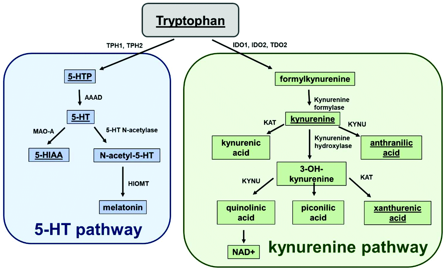 Determination of tryptophan metabolism from biological tissues and ...