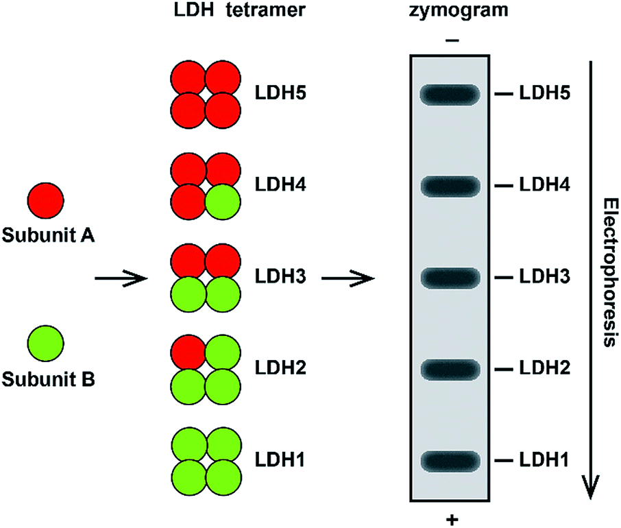 A More Universal And Stable Method For Lactate Dehydrogenase Isoenzyme Test Analytical Methods Rsc Publishing