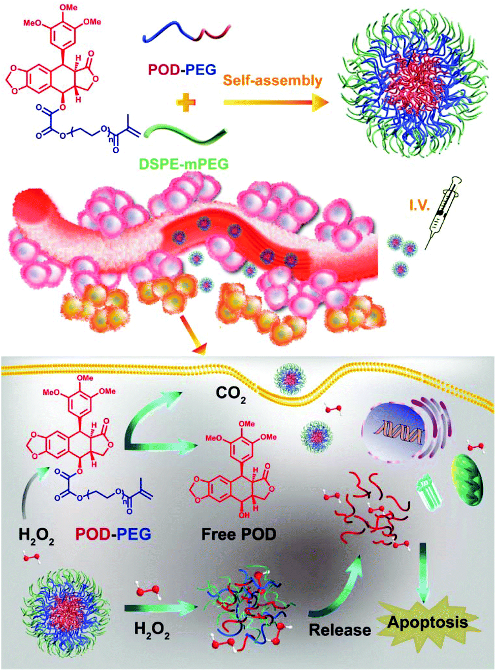 H2o2 Responsive Nano Prodrug For Podophyllotoxin Delivery Biomaterials Science Rsc Publishing