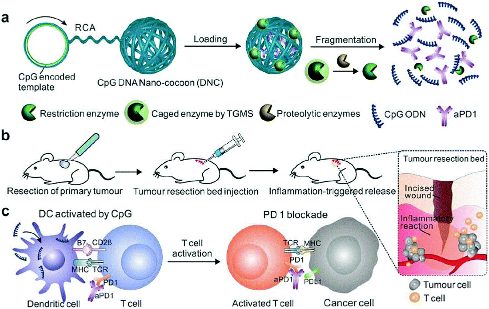 Recent Development In Biodegradable Nanovehicle Delivery System Assisted Immunotherapy Biomaterials Science Rsc Publishing