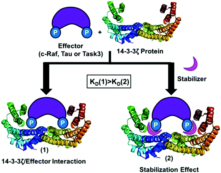 A New Class Of Supramolecular Ligands Stabilizes 14 3 3