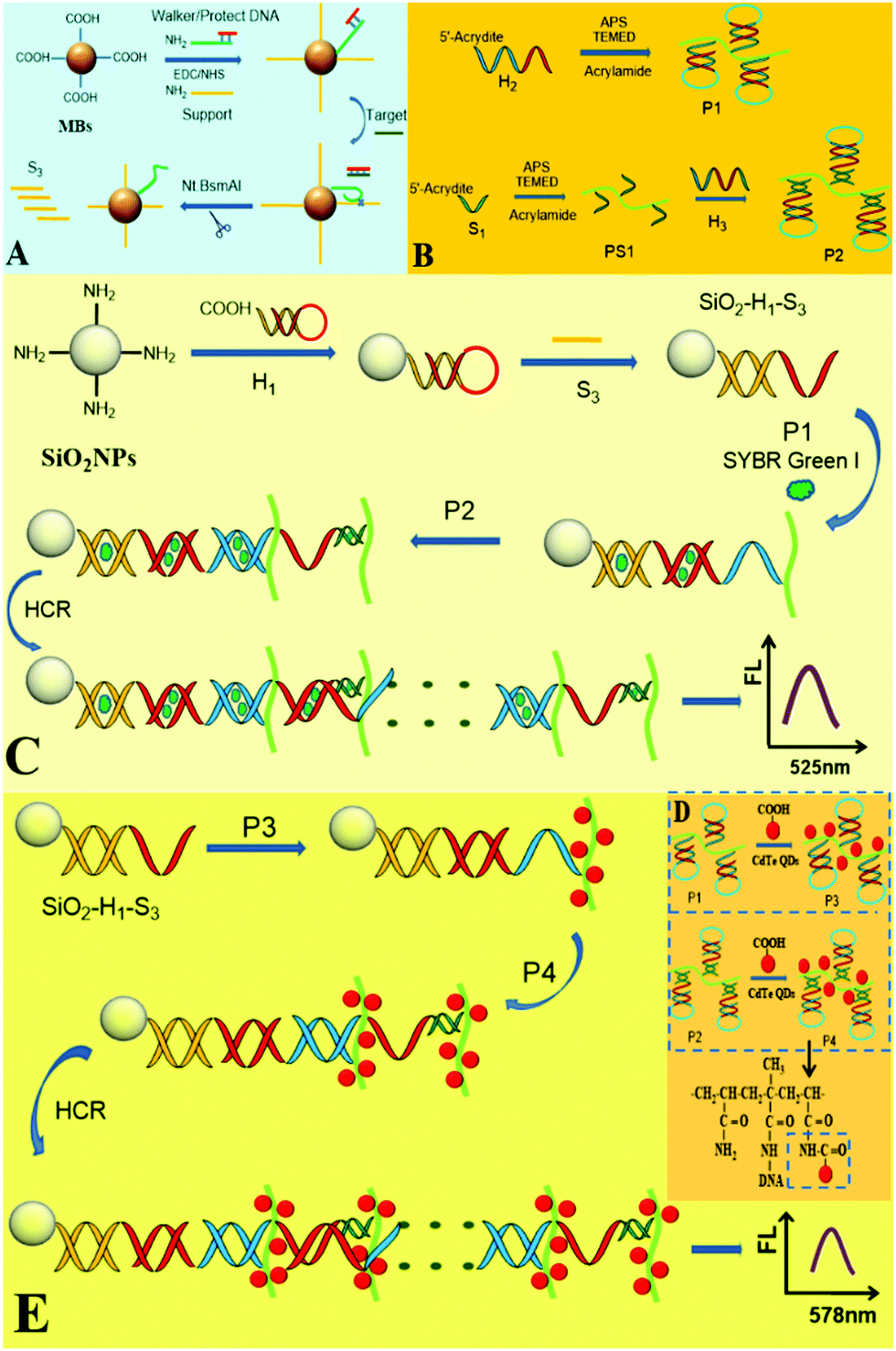 Versatile fluorescence detection of microRNA based on novel DNA