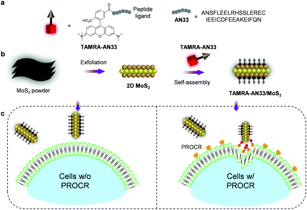 Fluorescence imaging of a potential diagnostic biomarker for breast