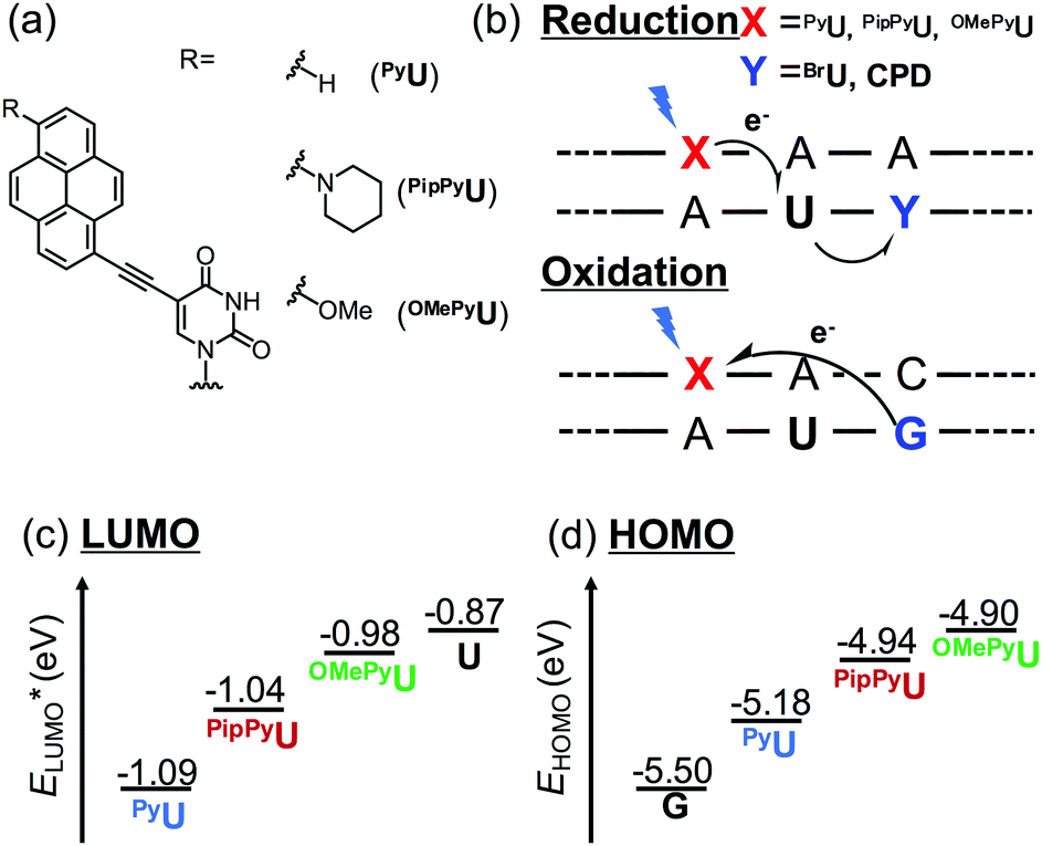 Inhibiting Guanine Oxidation And Enhancing The Excess Electron Transfer Efficiency Of A Pyrene Modified Oligonucleotide By Introducing An Electron Donating Group On Pyrene Chemical Communications Rsc Publishing
