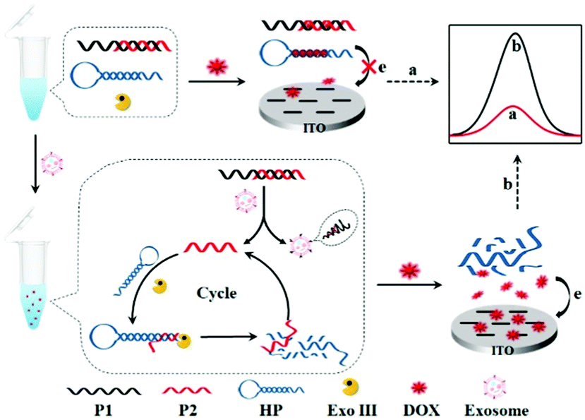 Aptamer recognitiontrigged labelfree homogeneous electrochemical strategy for an