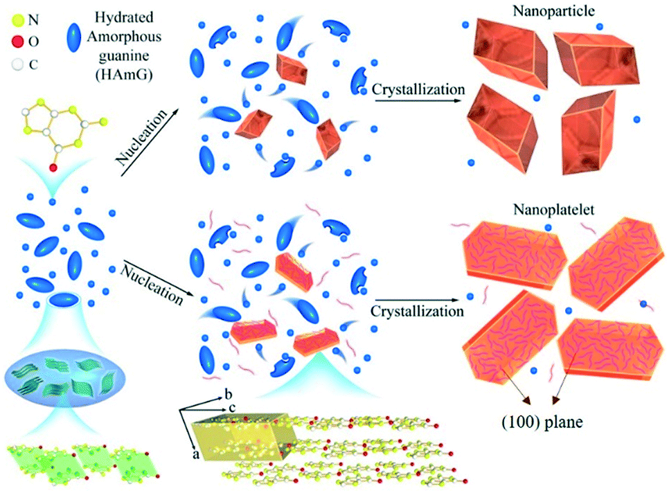 Controlled Crystallization Of Anhydrous Guanine B Nano Platelets Via An Amorphous Precursor Crystengcomm Rsc Publishing