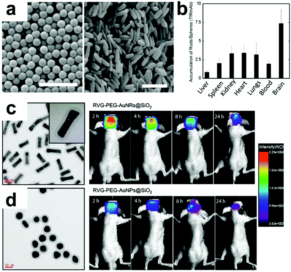 Emerging Blood Brain Barrier Crossing Nanotechnology For Brain