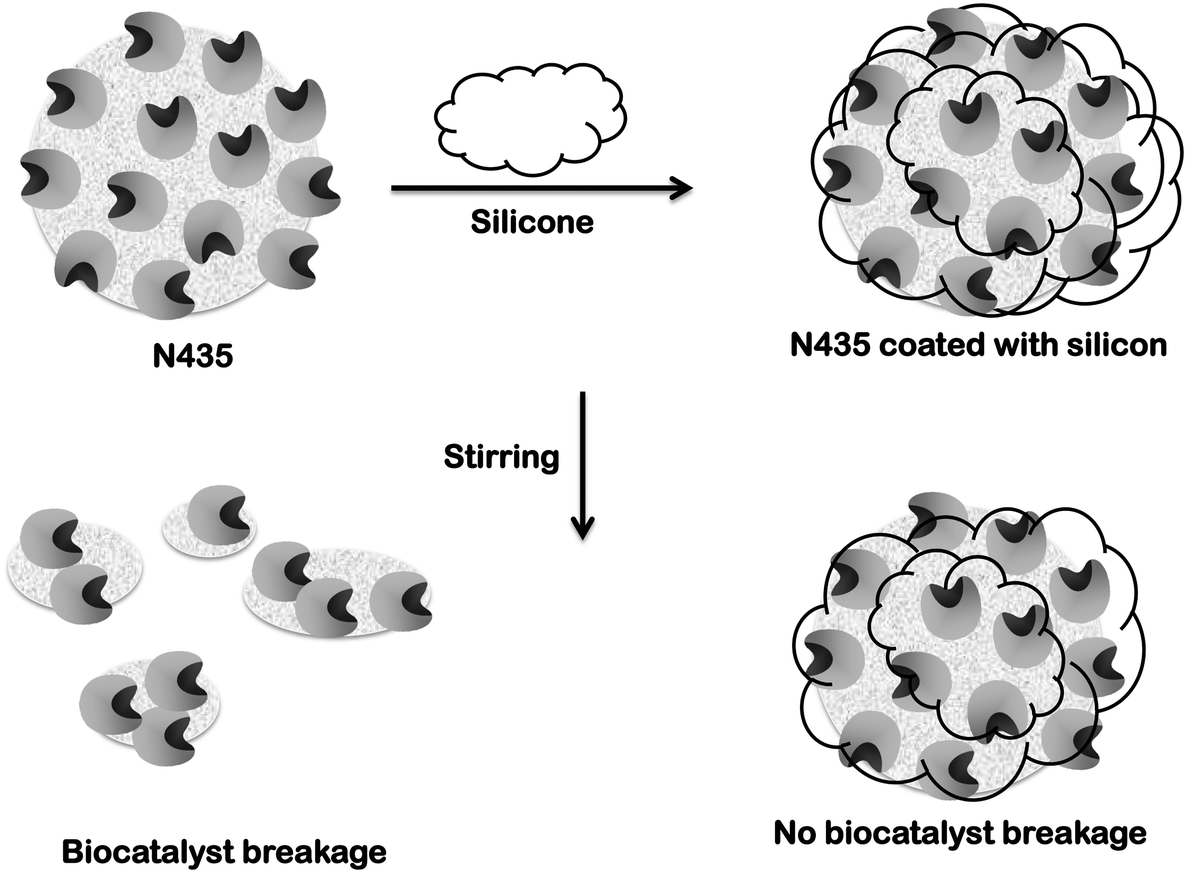 Novozym 435 The Perfect Lipase Immobilized Biocatalyst Catalysis Science Technology Rsc Publishing