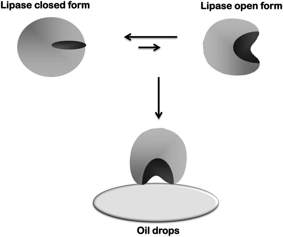 Novozym 435 The Perfect Lipase Immobilized Biocatalyst Catalysis Science Technology Rsc Publishing