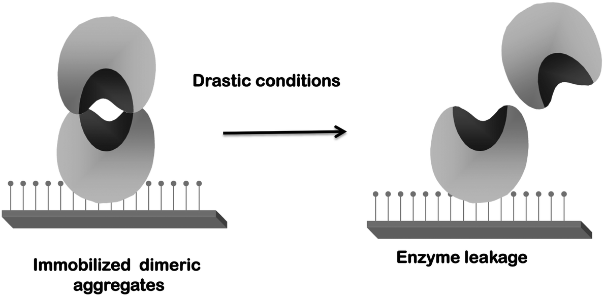 Novozym 435 The Perfect Lipase Immobilized Biocatalyst Catalysis Science Technology Rsc Publishing