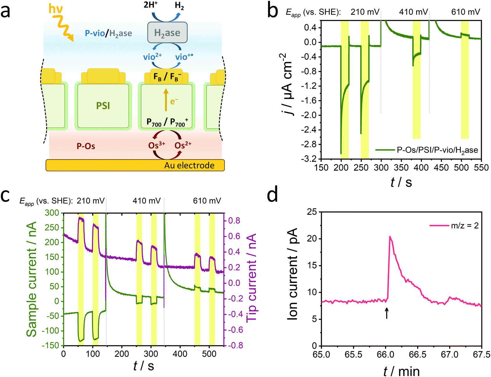 A Photosystem I Monolayer With Anisotropic Electron Flow Enables Z Scheme Like Photosynthetic Water Splitting Energy Environmental Science Rsc Publishing