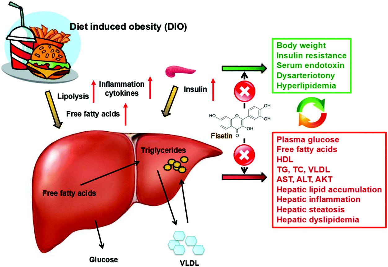 Liver