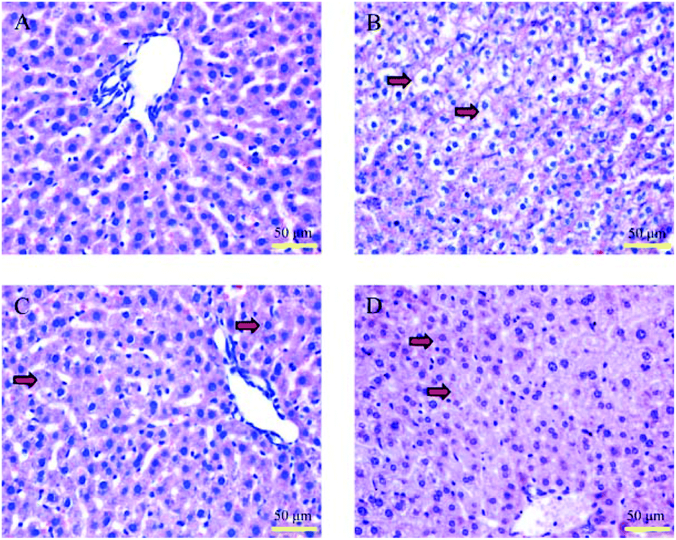 In Vitro And In Vivo Evaluation Of An Exopolysaccharide Produced By Lactobacillus Helveticus Klds1 8701 For The Alleviative Effect On Oxidative Stress Food Function Rsc Publishing