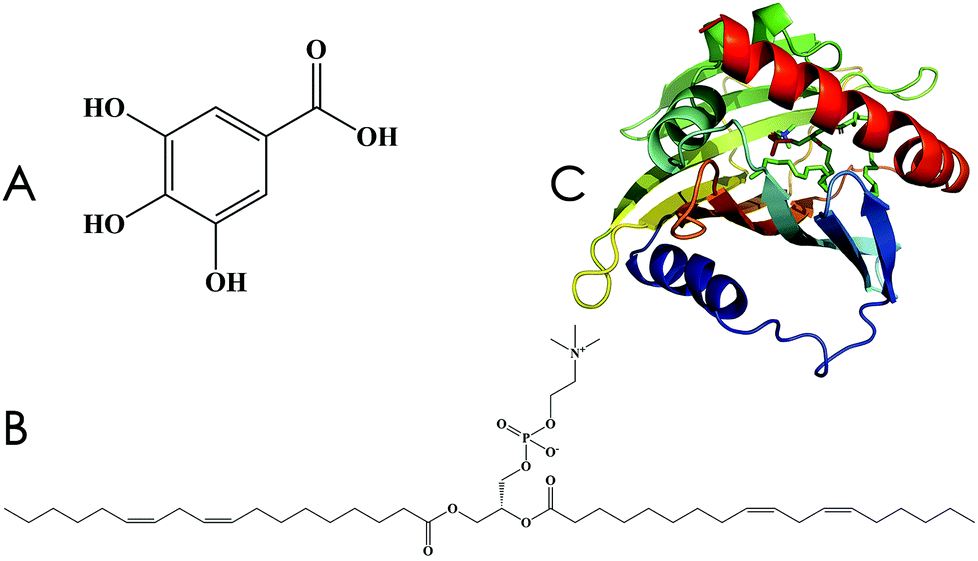 Computational and biological investigation of the soybean lecithin