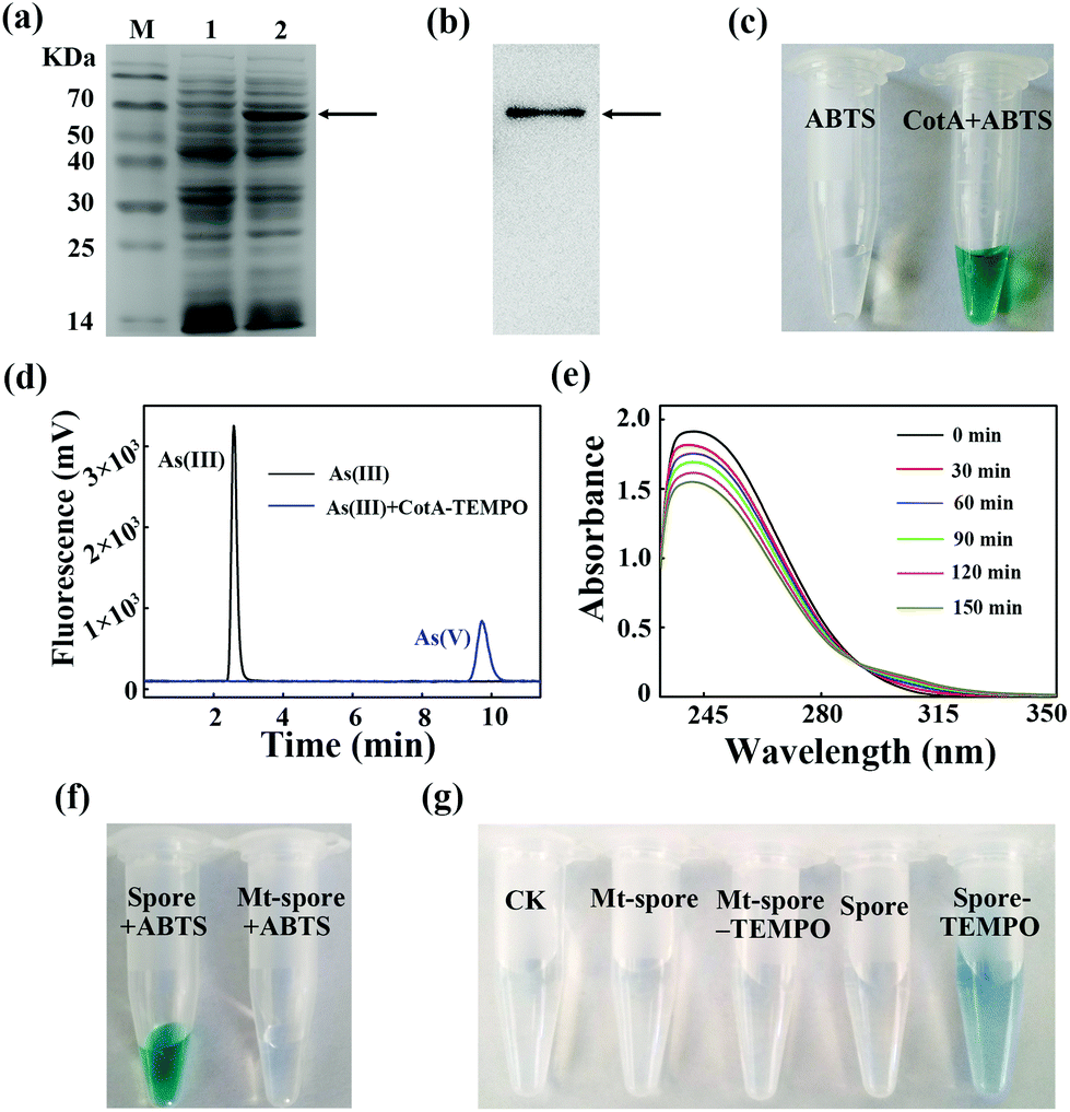 Rapid Catalytic Oxidation Of As Iii To As V Using A Bacillus Spore 2 2 6 6 Tetramethylpiperidine 1 Oxyl System Green Chemistry Rsc Publishing