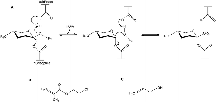 Enzymatic synthesis and polymerisation of β-mannosyl acrylates produced ...