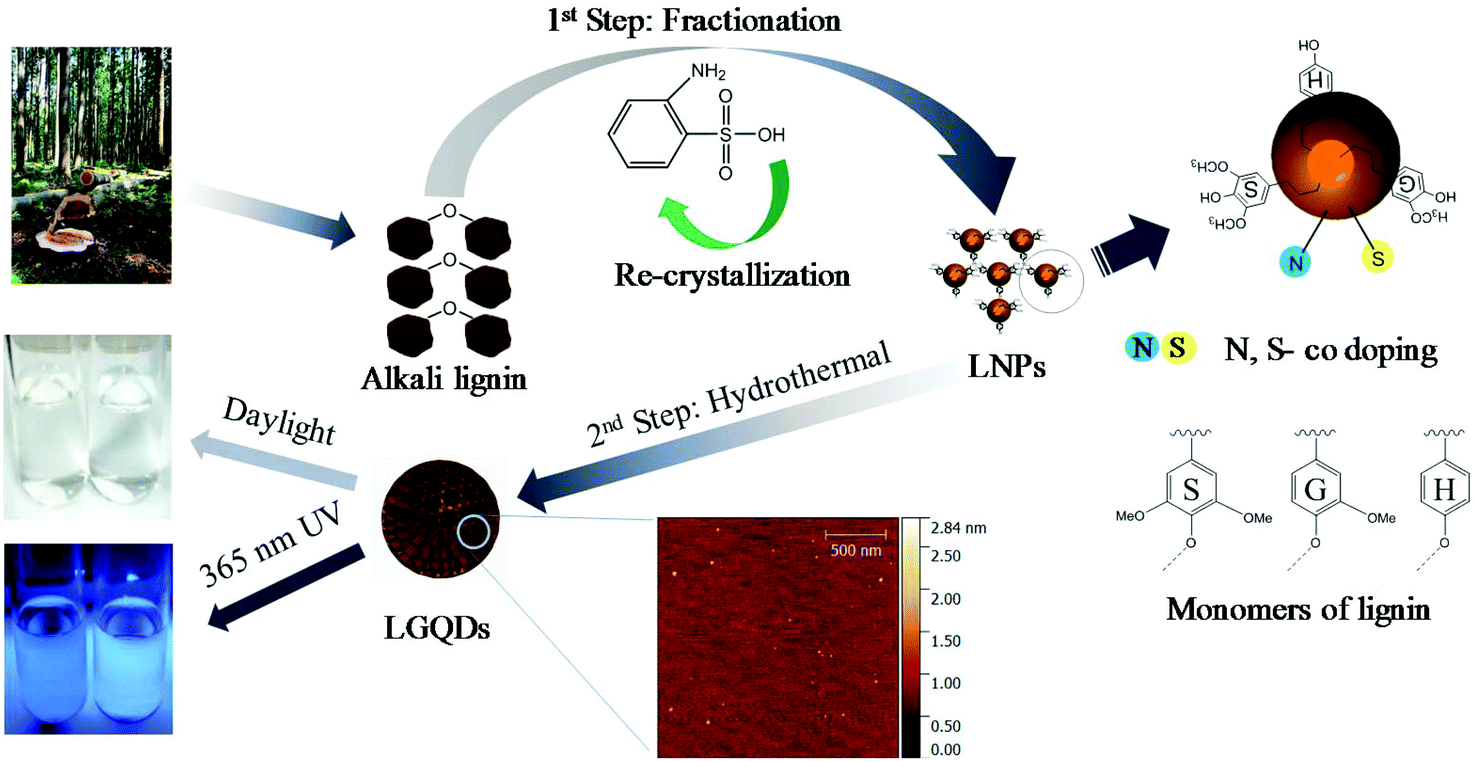 Direct Transformation Of Lignin Into Fluorescence Switchable Graphene Quantum Dots And Their Application In Ultrasensitive Profiling Of A Physiological Oxidant Green Chemistry Rsc Publishing