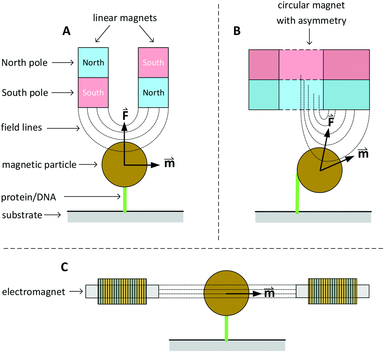 Segregation of Particles in a Rotating Drum.