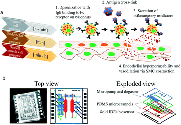 Monitoring transient cell-to-cell interactions in a multi-layered and ...