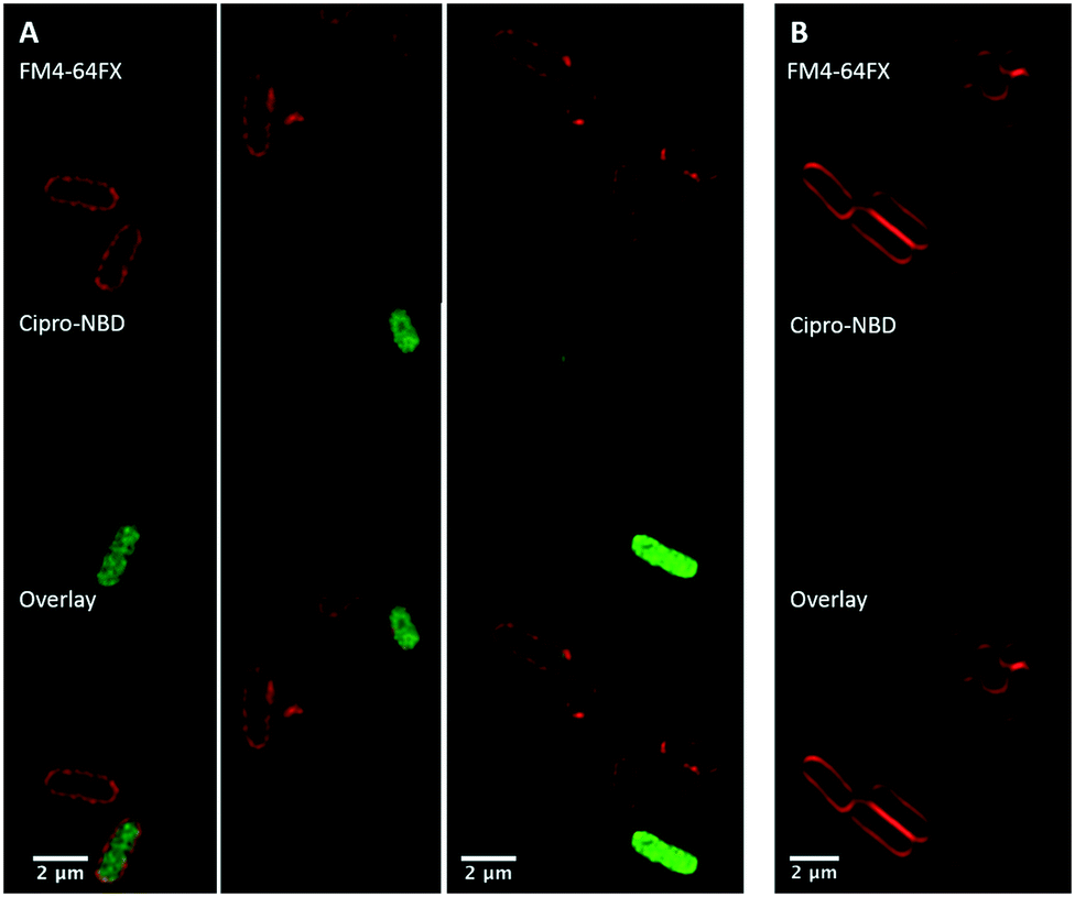 Fluoroquinolone-derived fluorescent probes for studies of bacterial ...