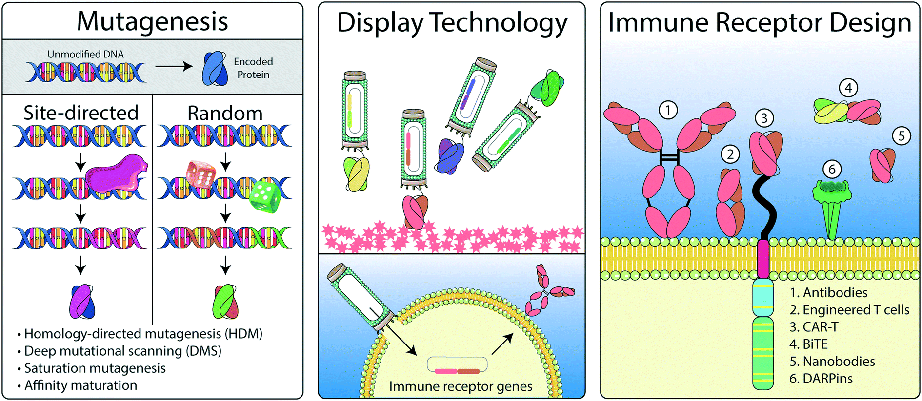 Augmenting Adaptive Immunity Progress And Challenges In The Quantitative Engineering And Analysis Of Adaptive Immune Receptor Repertoires Molecular Systems Design Engineering Rsc Publishing