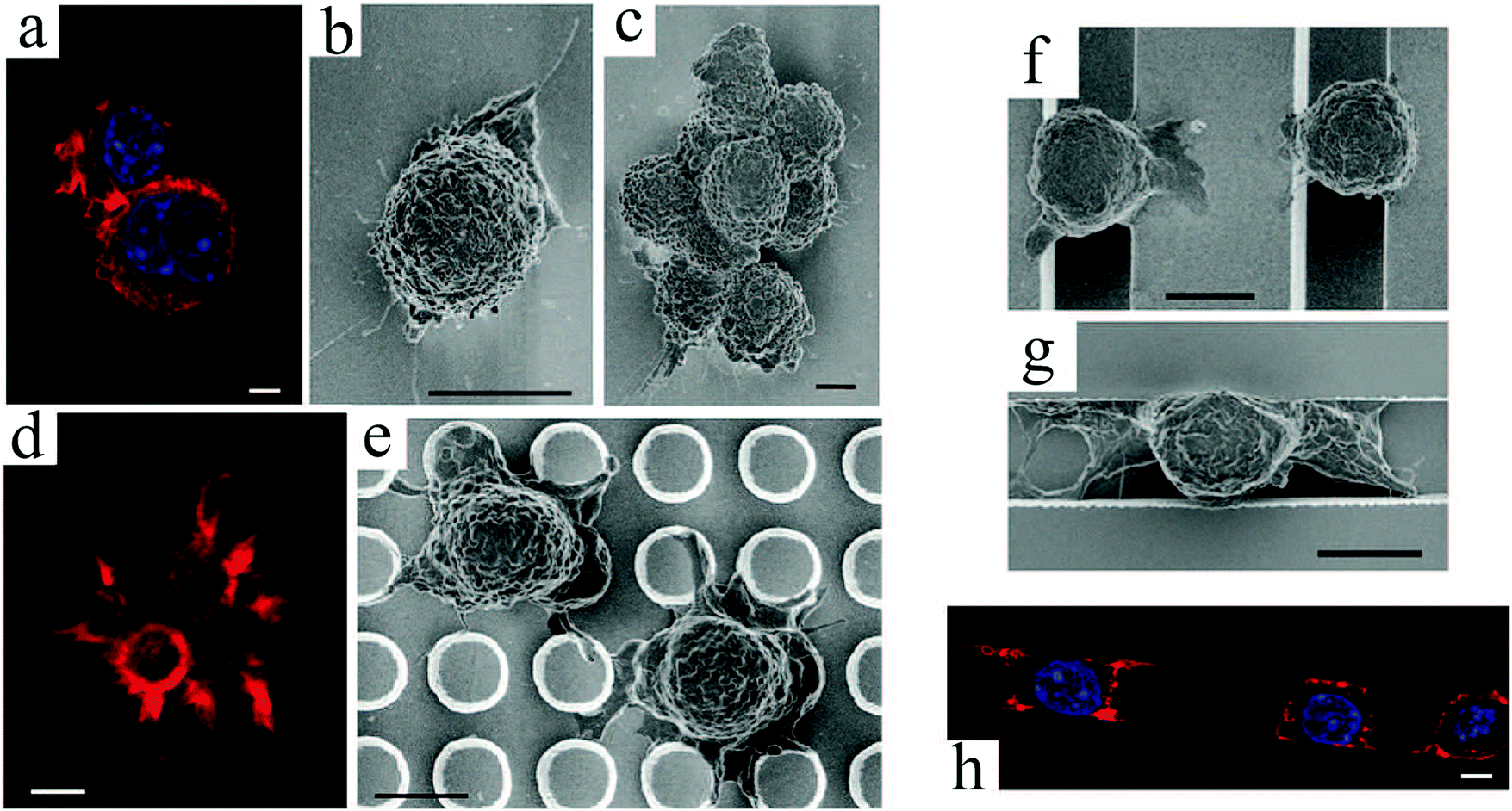 Advanced Cell Culture Platforms A Growing Quest For Emulating Natural Tissues Materials Horizons Rsc Publishing